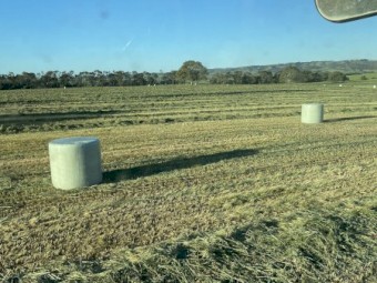 Vetch, Wheat and Ryegrass Silage