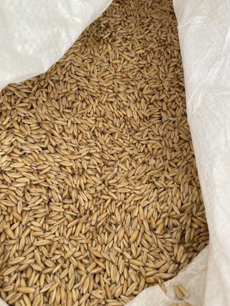 Yallara oats 
