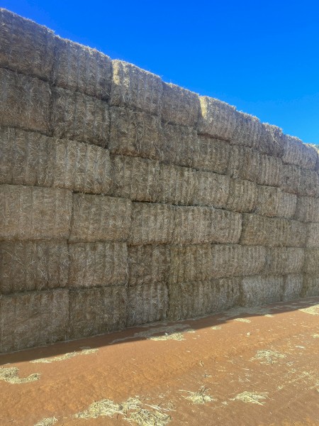 Wheaten Straw/ Tailings
