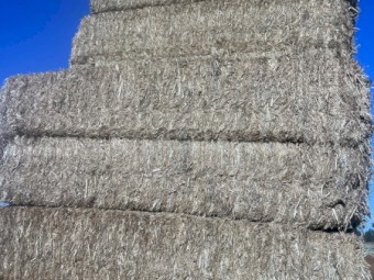 Wheaten Straw/ Tailings