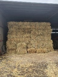 1000x Oaten Hay Small Square Bales