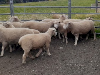 Poll Dorset Rams