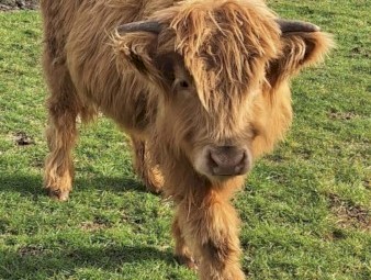Highlander calf