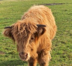 Highlander calf