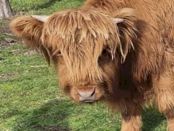 Highlander calf