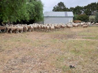 Coopworth Breeding Ewes