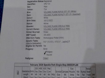 Speckle Park Bull. VPS T14.