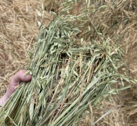 600mt Cereal Hay 8x4x3 Bales