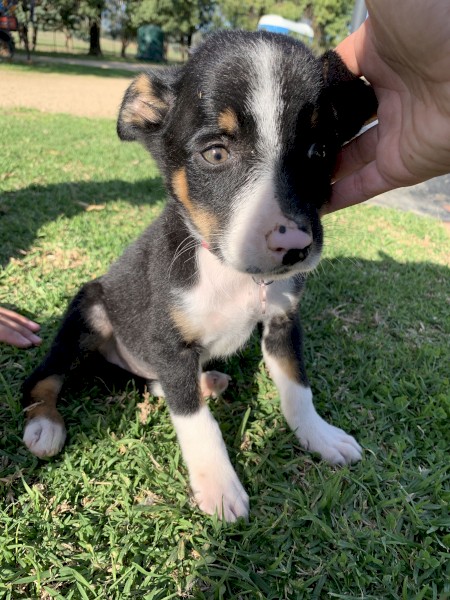 Border Collie puppies