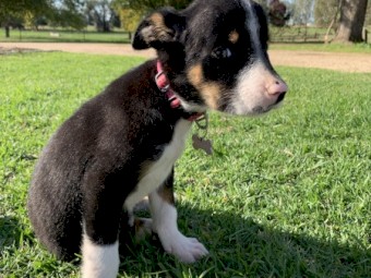 Border Collie puppies