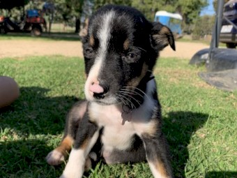 Border Collie puppies