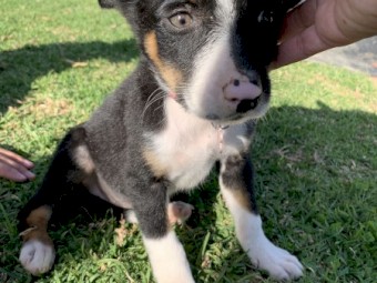 Border Collie puppies