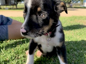 Border Collie puppies