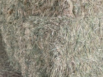 oaten hay. 