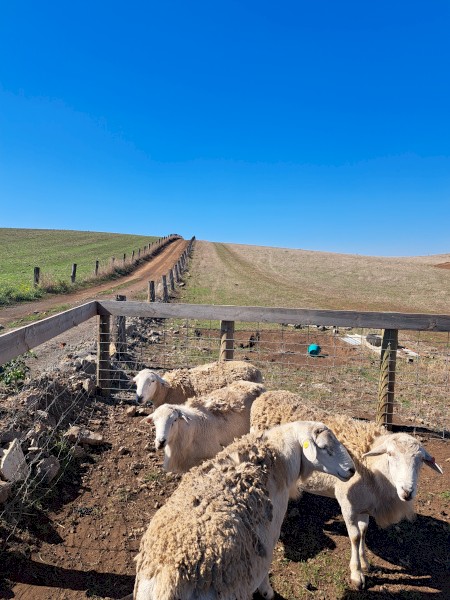 Australian White Rams x 4