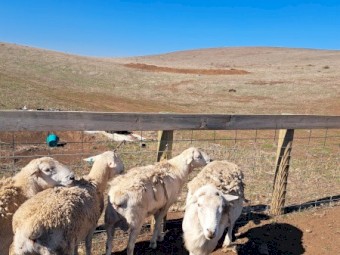 Australian White Rams x 4