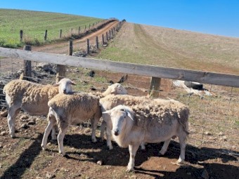 Australian White Rams x 4