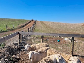 Australian White Rams x 4