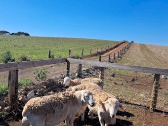 Australian White Rams x 4