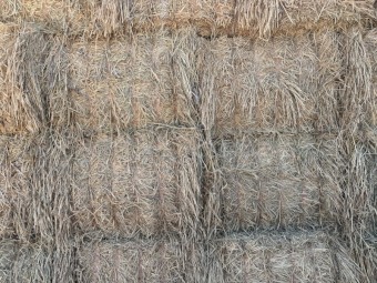 Wheaten hay 8x4x3 Bales