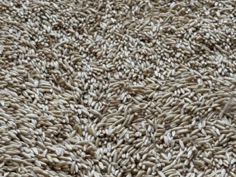 25mt Yallara Oat Seed