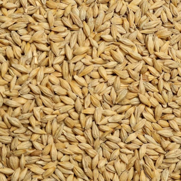 Bar 2/3 barley, up to 3000t