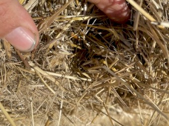 Teff Grass Straw Header Tailings