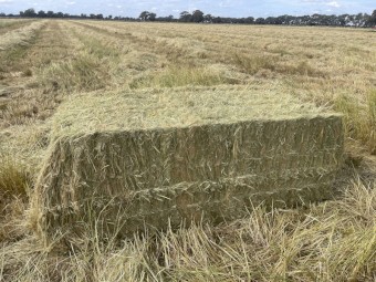 Teff Grass Straw Header Tailings
