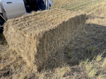 Teff Grass Straw Header Tailings