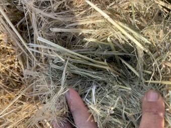 Teff Grass Straw Header Tailings