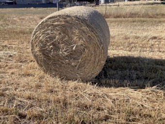 Barley Hay 4x4 Round bales