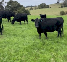 WANTED Lease land or Agistment