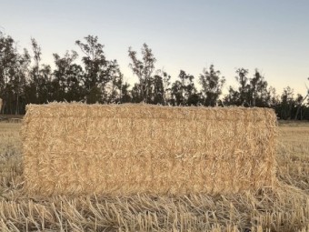 800mt Wheat Straw 8x4x3 Bales