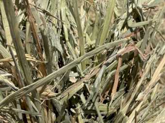 250mt Wheaten Hay 420kg 5x4 Rolls