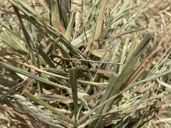 250mt Wheaten Hay 420kg 5x4 Rolls