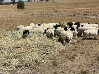 250mt Wheaten Hay 420kg 5x4 Rolls