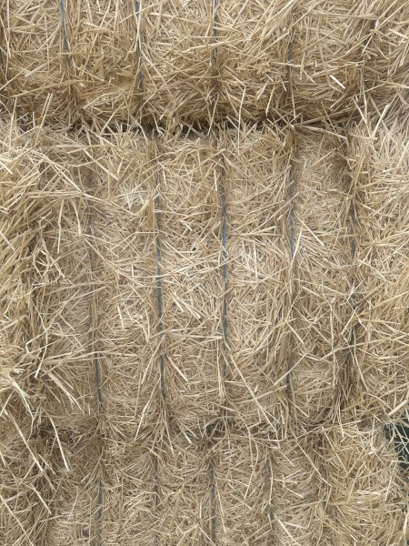 Barley straw 