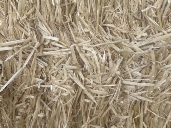 Barley straw 