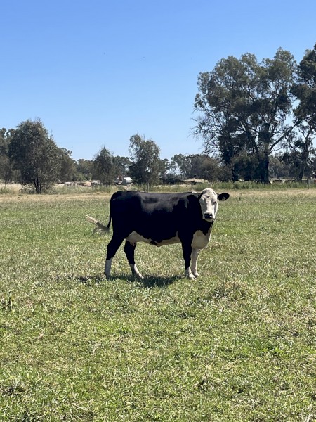 Baldy Cows & Calves x6