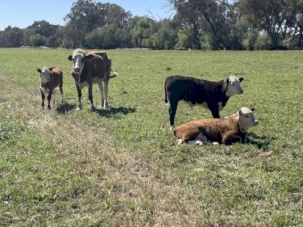 Baldy Cows & Calves x6