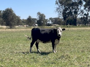 Baldy Cows & Calves x6