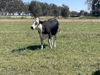 Baldy Cows & Calves x6