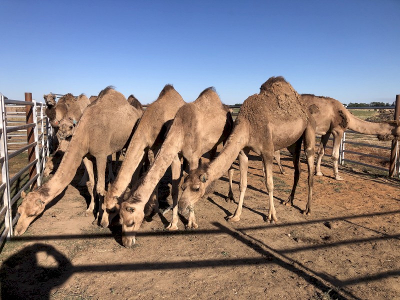female camels