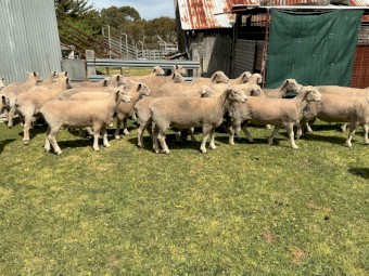 Southdown and Southdown x Charollais Rams