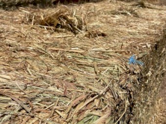 Oaten Hay Bottom bales