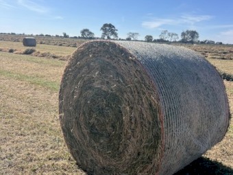 500 x Vetch and Clover Hay 5x4 Round Bales
