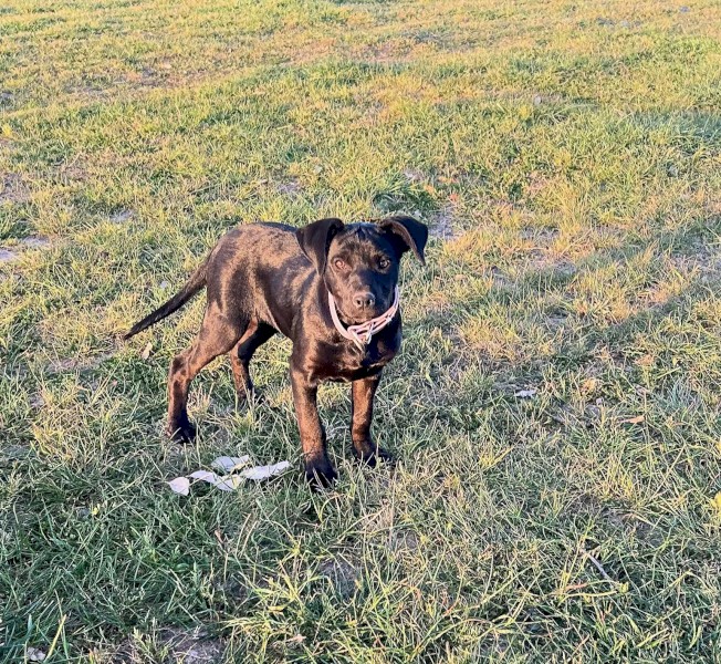 Registered Kelpie Pup