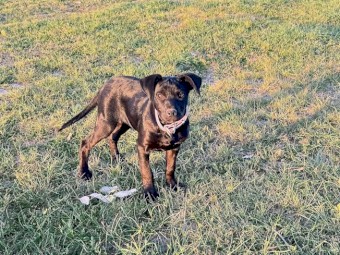 Registered Kelpie Pup