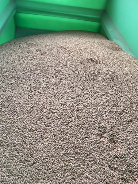 Barley Seed