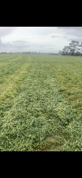 lucerne silage 